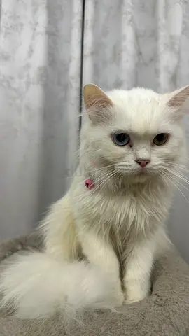 2-year-old white longhair cat with heterochromia — affectionate, indoor