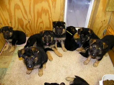 German shepherd puppies