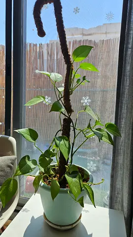 Healthy Money Plant on Moss Pole - Good Condition