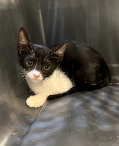Kitten for Free Adoption