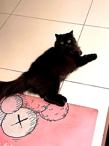cat