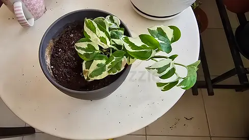 Potted Pothos Njoy Indoor Plant