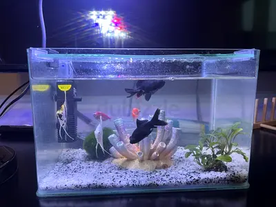 Small Glass Aquarium 12L with Accessories and Fish 30*20*19,5cm
