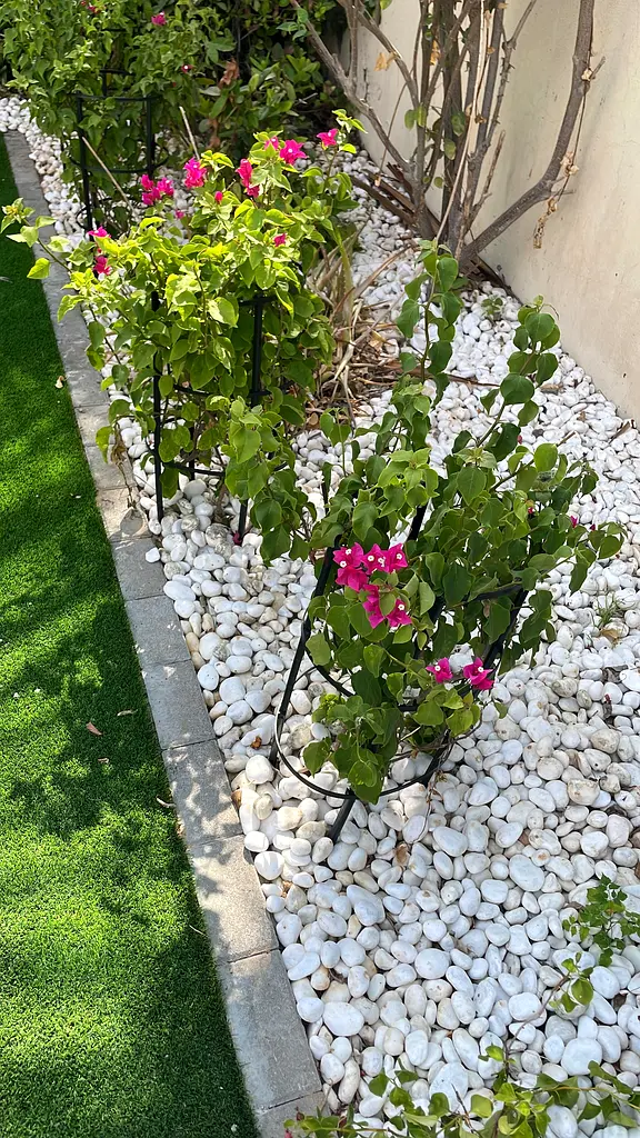 DPV_View_Image_1