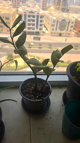 Healthy Potted ZZ Plant for Home or Office