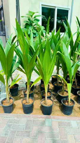 Young Coconut Palm Saplings in Pots - Healthy Outdoor Plants