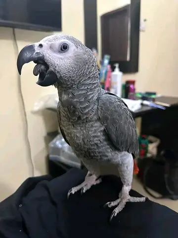 African grey and scarlet macaw parrot