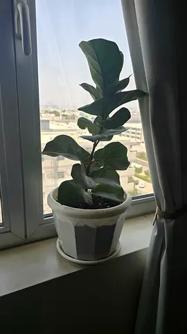 Fiddle Leaf Fig Indoor Plant in White Pot