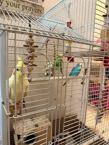 4 Birds and Cage Urgent Sale