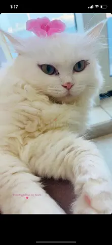 Female- green eyed- Beautiful white long-haired cat for adoption
