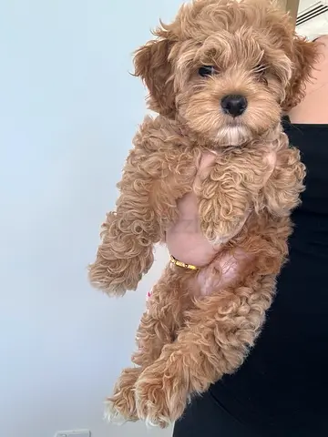 Very Friendly Maltipoo Puppy