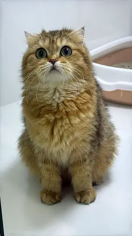 Luxury pure breed golden British shorthair chinchilla ny11 female cat