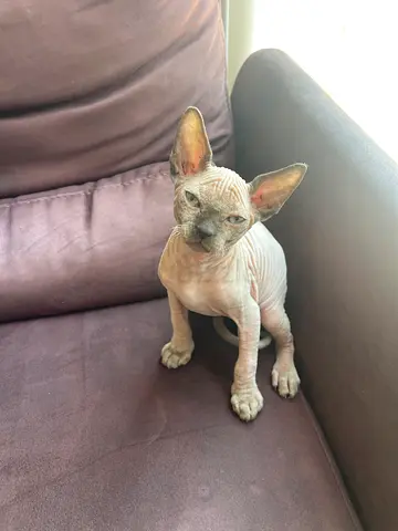 Sphynx kitten boy looking for a new home - friendly and playful