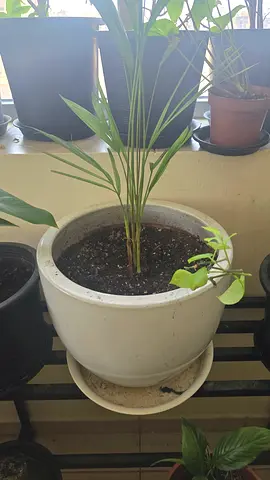 Areca palm with Large Ceramic Pot
