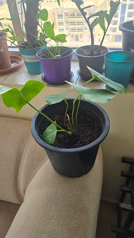Collection of Indoor Potted Plants