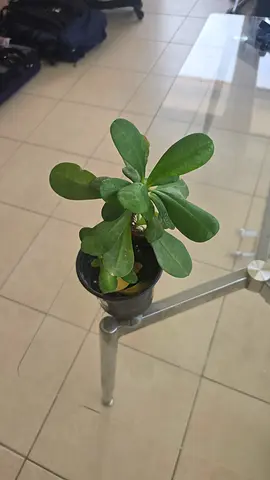 Crown of Thorns