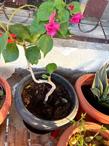 Plants