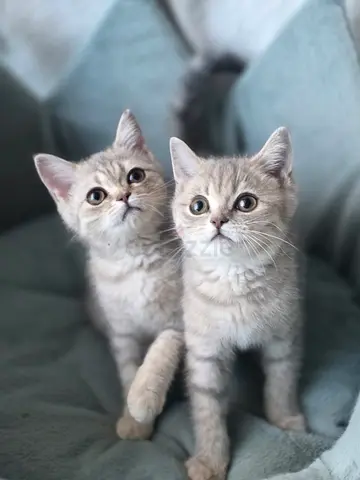 British shorthair kittens