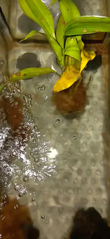 Animals and aqua animals for sale