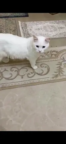 ابوظبي