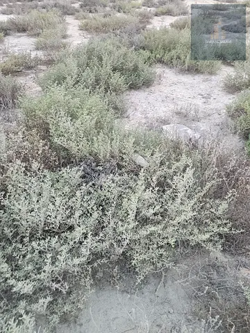 Residential/Commercial Land for Sale in Al Manama 8, Ajman