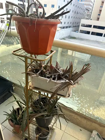 Collection of assorted potted succulents and planters - balcony plants