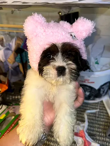 Small fluffy puppy - friendly young dog, ready for adoption