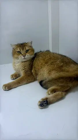 Pure Chinchlla British shorthair ny11 female cat