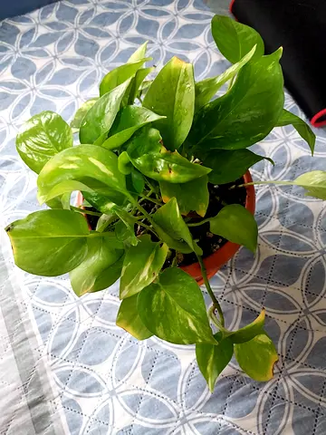 Money plant