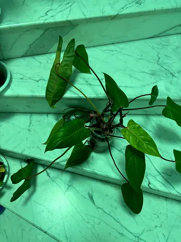 Painted lady cuttings