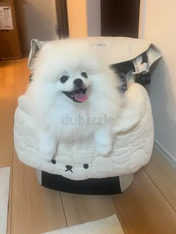 Friendly white Pomeranian puppy, playful and trained