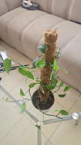 Healthy philodendran Plant with Moss Pole Support