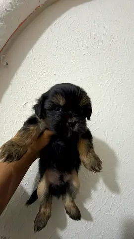 🐶 Adorable Shih Tzu × Havanese Puppies for Adoption 🐶