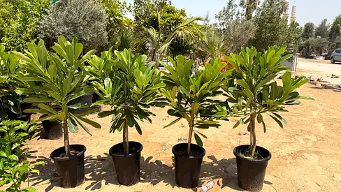 Four potted Plumeria (Frangipani) plants - healthy small trees