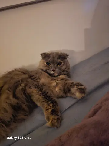 Cat for adoption