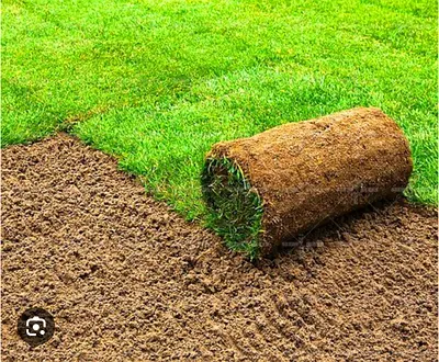 Natural grass