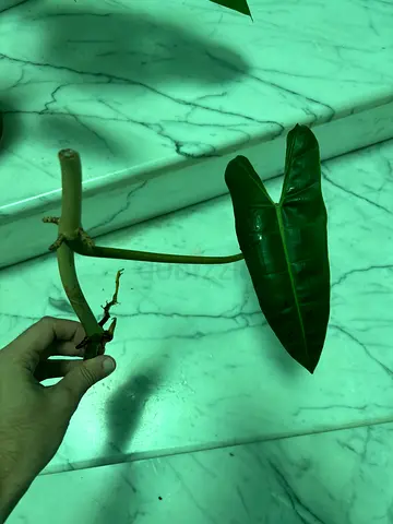 Philodendron billietiae cuttings