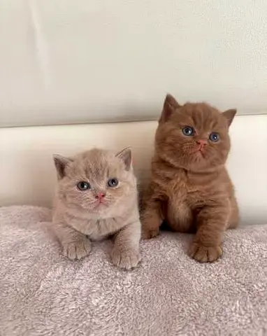 Purebred kittens