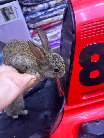 Rabbits