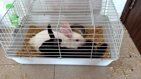 2 rabbit for free adoption