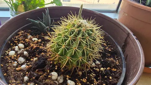 Cactus and Haworthia , without Pot