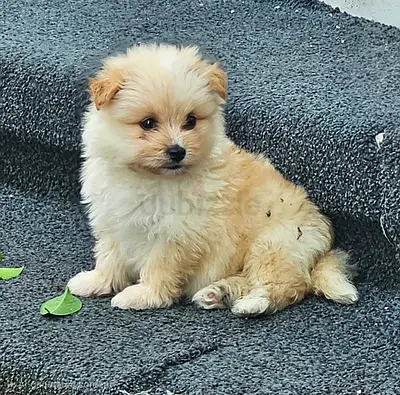 pet