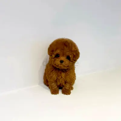 Poodle puppies