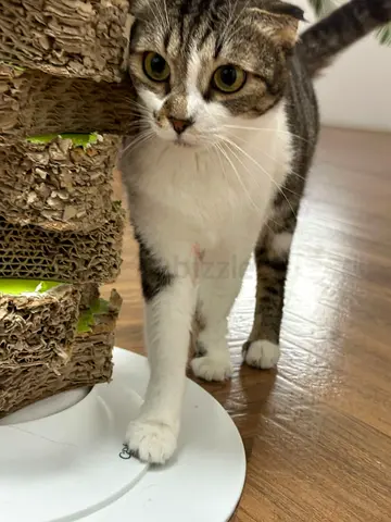 Cat for adoption free