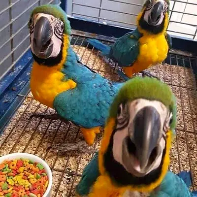 Gold and blue macaw parrots