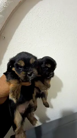 🐶 Adorable Shih Tzu × Havanese Puppies for Adoption 🐶