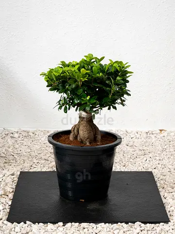 Live Ficus Bonsai - Indoor Plant