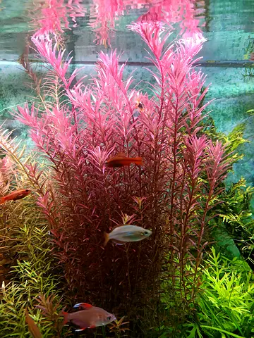 Aquatic plants trimmings