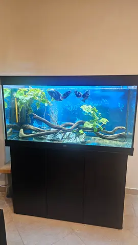 Large Glass Aquarium with Black Cabinet Stand JUWEL