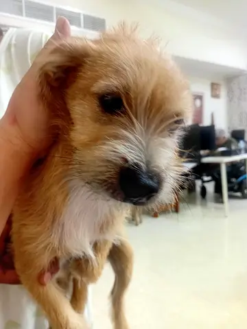 Nice Puppies for Adoption